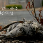 새들의-이유없는-죽음-인간의-덫-그들을-위해-버드세이버-101